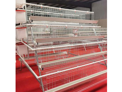 Broiler Chicken Cage 