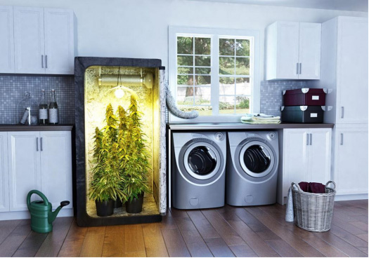 Everything You Need to Know About Grow Boxes