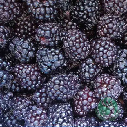 冷冻黑莓