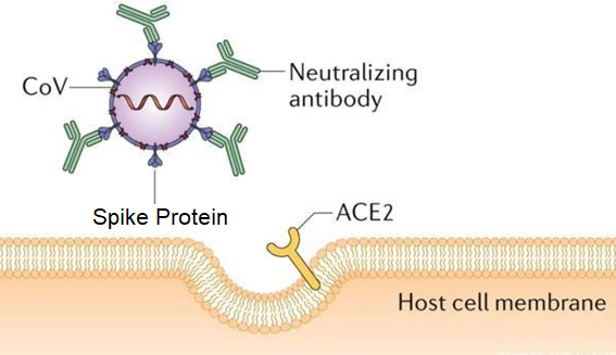 What is SARS-CoV-2 Neutralizing Antibody