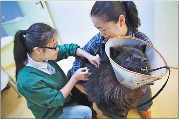 China pet care market sees robust growth