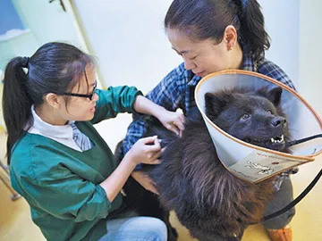 El mercado de cuidado de mascotas de China experimenta un sólido crecimiento