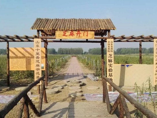 Shandong province shilixiang company self owned sesame ecological park