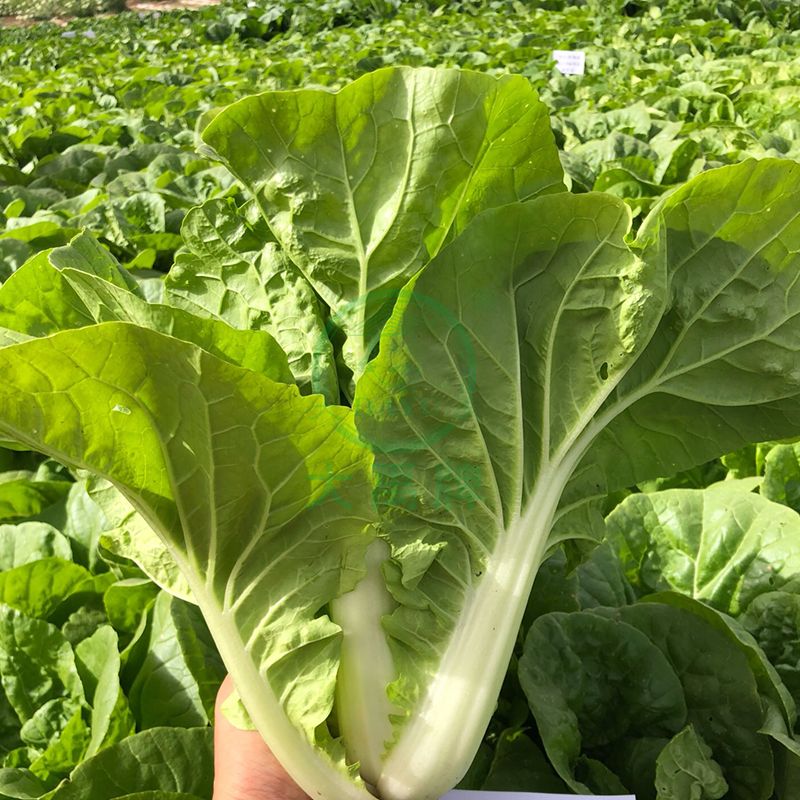 Cream fast Growing Cabbage