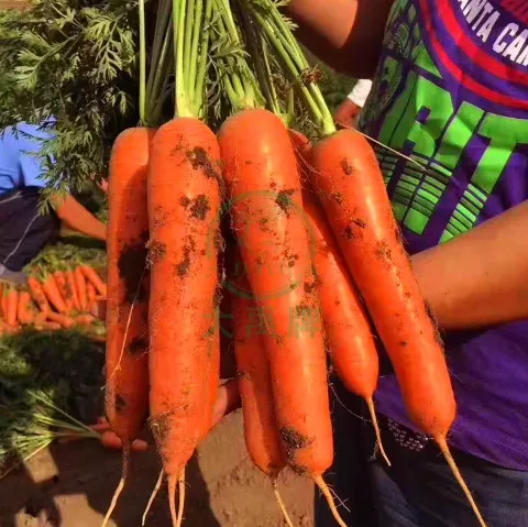 DaYu Super Three Red Carrot
