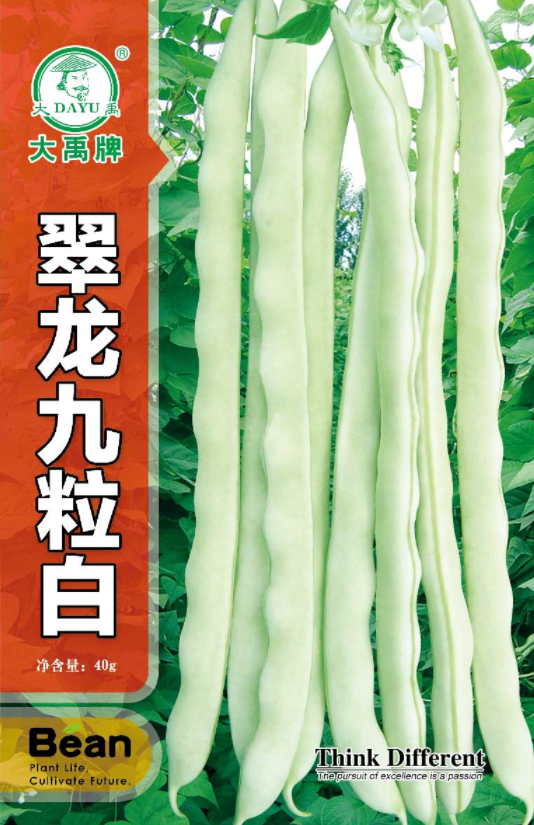 Early maturing variety bean-Jiu li bai