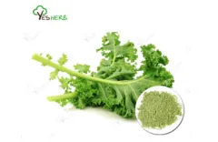 Benefits of Kale Powder