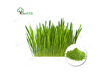 How to Use Barley Grass Powder for Weight Loss?
