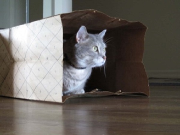 Do Kitties Like Paper Bags?