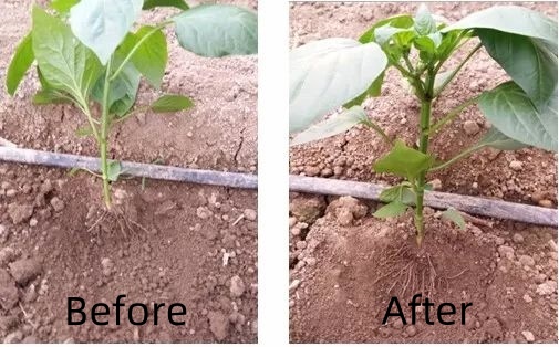 Planzewuesstem Promoteur Iba Indole-3-Botsäure 98% Tc CAS 133-32-4