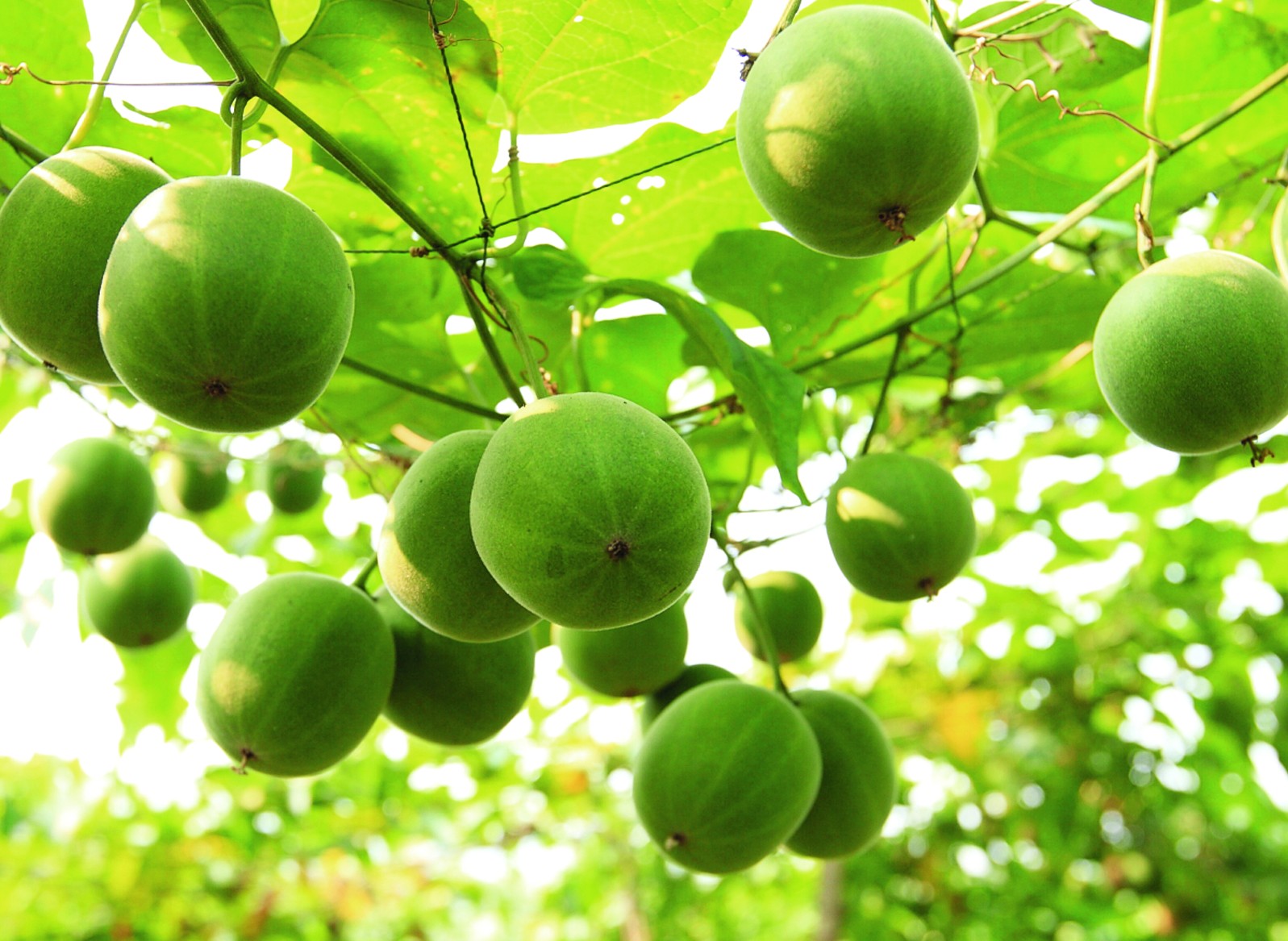 Monk Fruit Decoctions Are No Longer Classified A "Novel Food" In EU Remarks A New Opportunity For Europe Sweetness Market Monk Fruit Decoctions Are No Longer Classified A "Novel Food" In EU Remarks A New Opportunity For Europe Sweetness Market