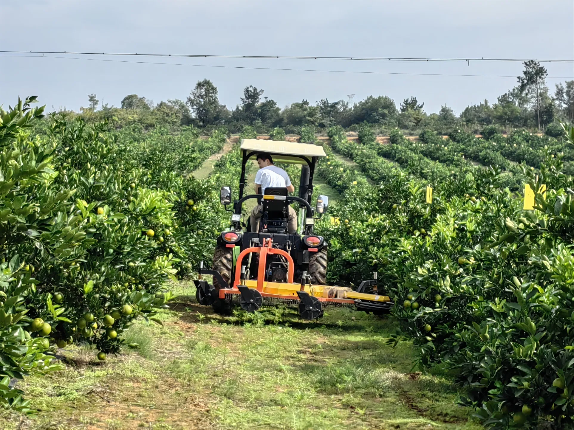 Tangerine Plantation Tractor, Orchard Tractor