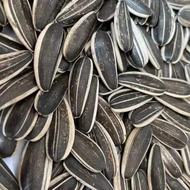 New Crop EU Standard Salted Sunflower Seeds for Exporting