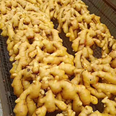 Top Quality New Crop Fresh Ginger
