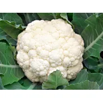 China Export Fresh Cauliflower