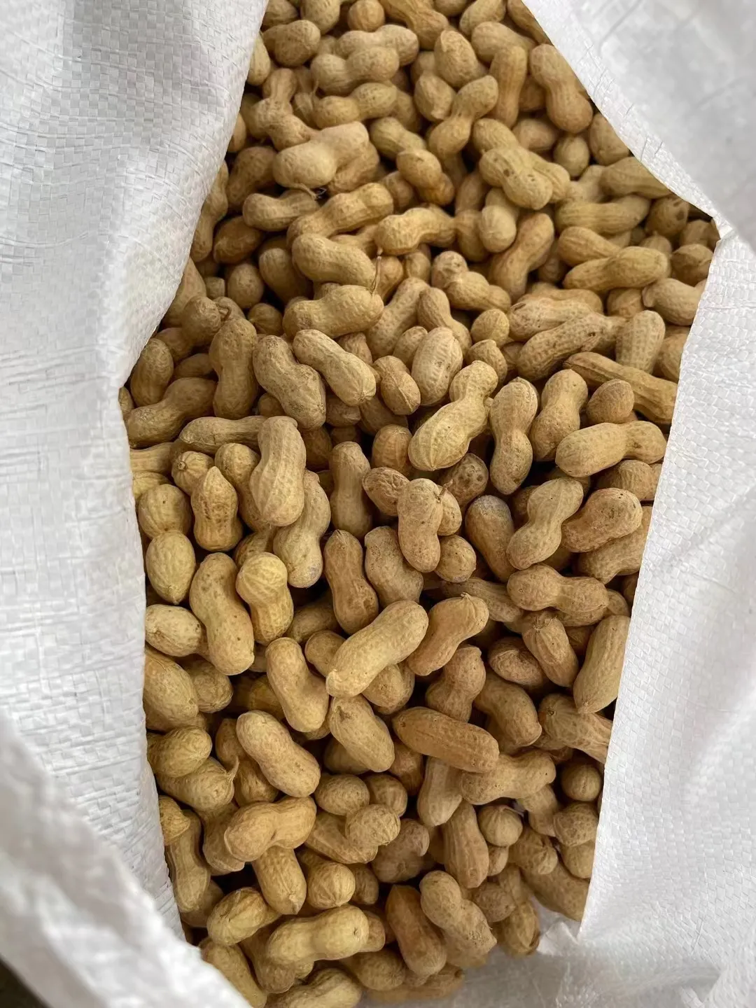 Chinese raw peanut in shell exporting