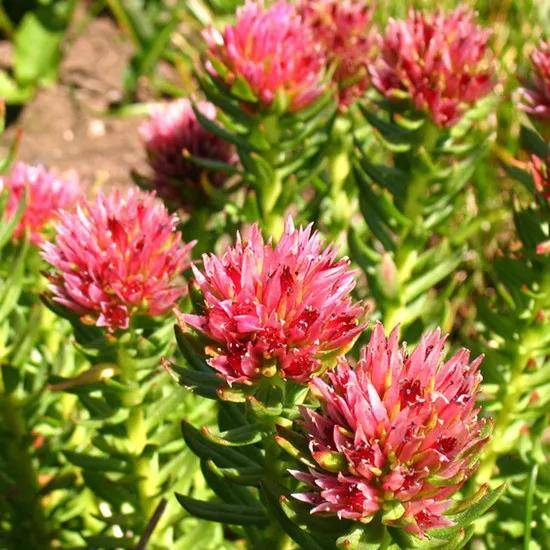 New Discovery: Rhodiola Rosea Extract Controls Type 2 Diabetes New Discovery: Rhodiola Rosea Extract Controls Type 2 Diabetes