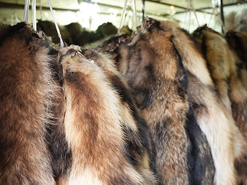 What animal fur is used for clothing?