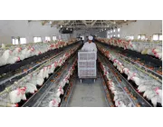 How to do a good job in spring disease prevention for laying hens