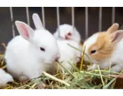 Full guidelines for feeding and caring for adult rabbits