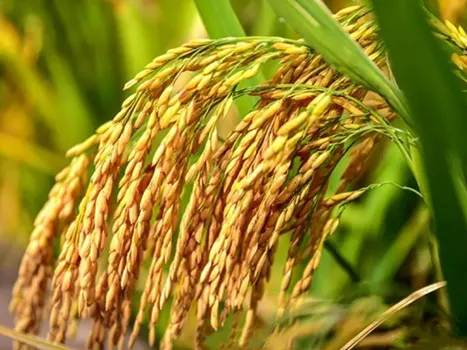এনপিকে 10-15-20 এনপিকে 10-15-20
