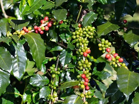 এনপিকে 10-15-20 এনপিকে 10-15-20