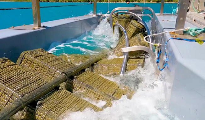 Oyster Farm How Does it Work Oyster Farm How Does it Work