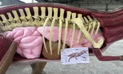 Анатомическая модель динозавра T-Rex в натуральную величину Анатомическая модель динозавра T-Rex в натуральную величину