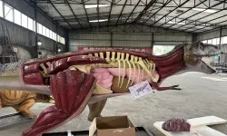 Анатомическая модель динозавра T-Rex в натуральную величину Анатомическая модель динозавра T-Rex в натуральную величину