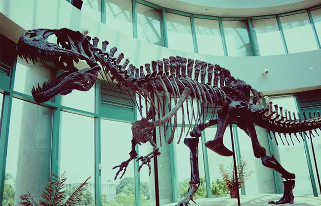 Fiberglass Revivification Dinosaurs Fossils Replicas for Museum Fiberglass Revivification Dinosaurs Fossils Replicas for Museum