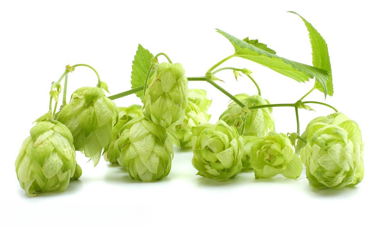 Hops Extract Flavones Hops Extract Flavones