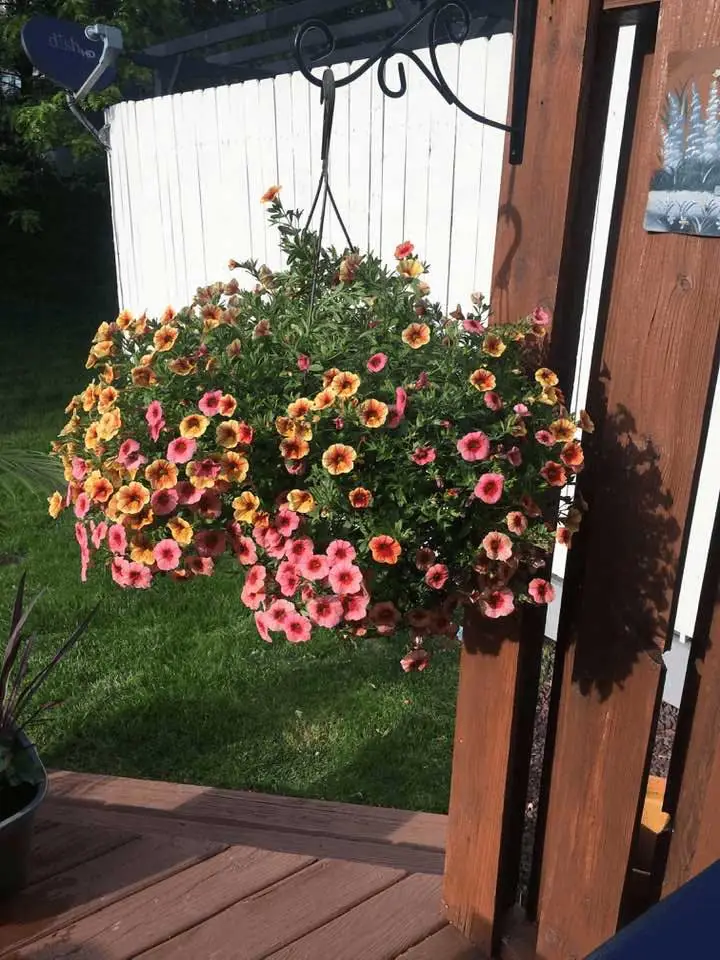 Hanging basket flower