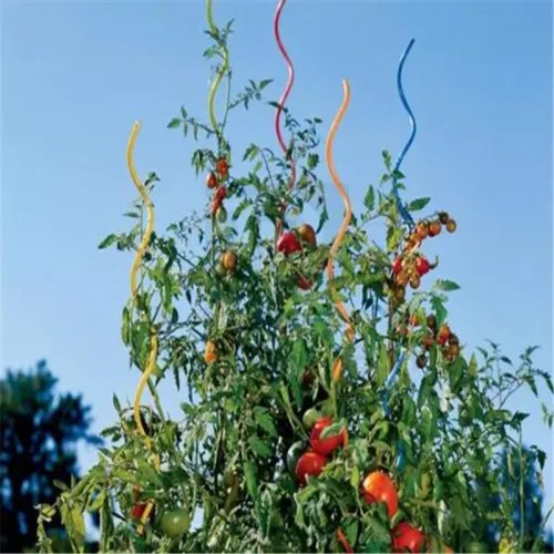 Growing Spiral of Tomatoes
