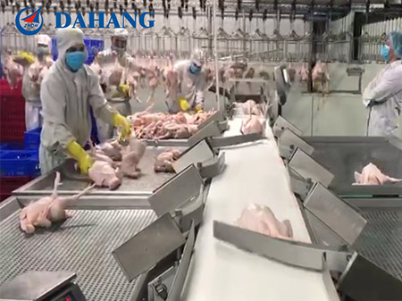 【Unveiling the Magic of Dahang Whole Chicken Weight Sorting Machine! 