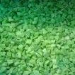 Frozen green bell pepper dices