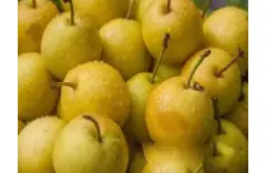  Pear market is full of challenges with high price’ Hebei Huangguan coming to markets