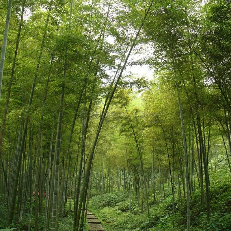 bamboo Forest.jpg