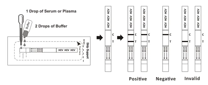 HCV Rapid Test Strip Procedure SP.png