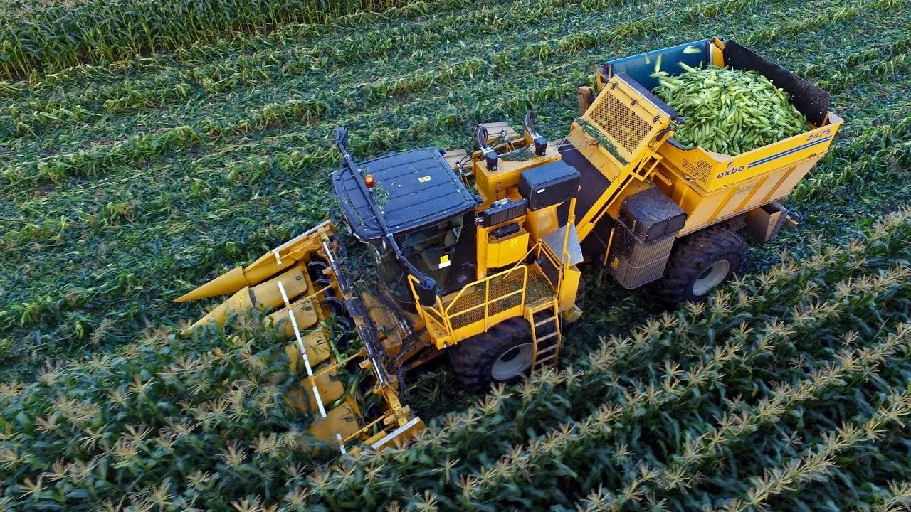 corn-harvesting 1-1.jpg