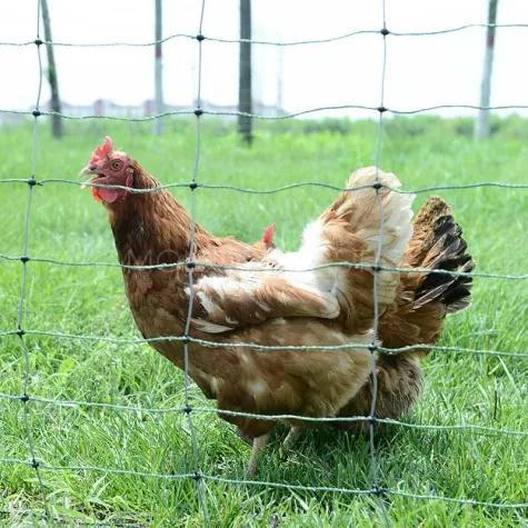 Electric Poultry Fence