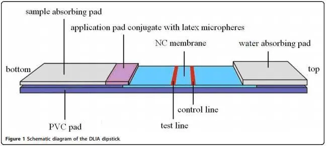 SARS-CoV-2 ANTIGEN RAPID DETECTION KIT