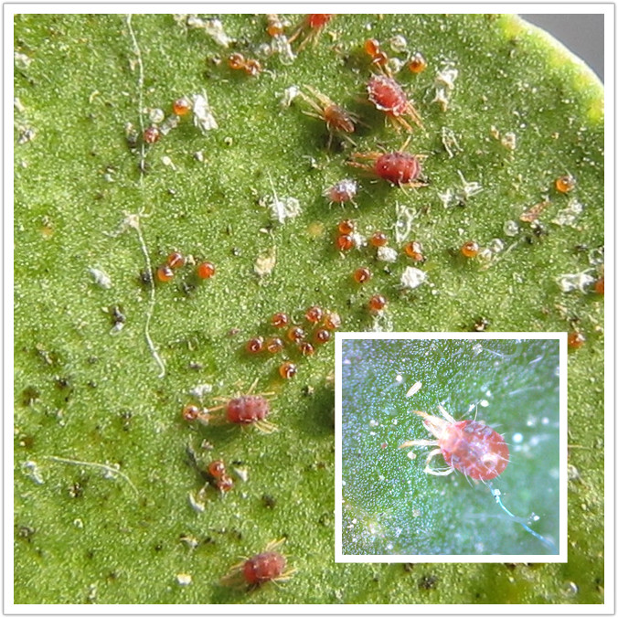 Introduction and control of red spider