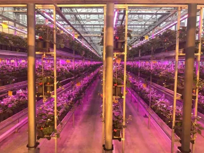 Professional customized spectrum horticulture lighting LEDs