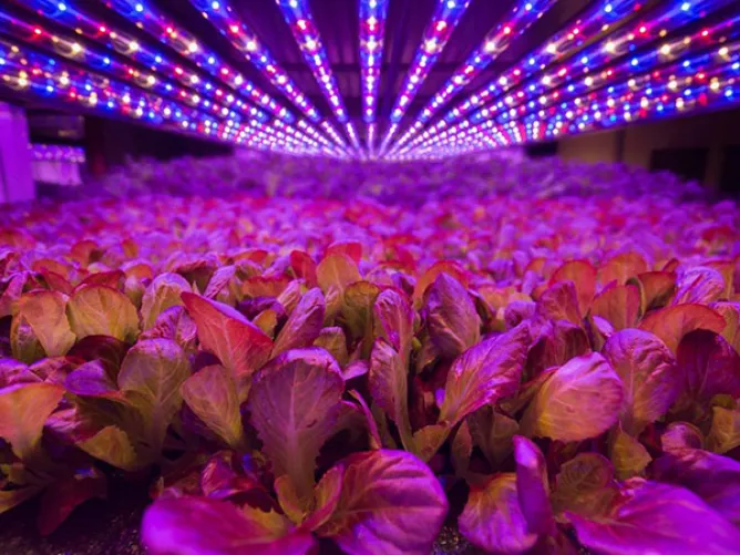 Professional customized spectrum horticulture lighting LEDs