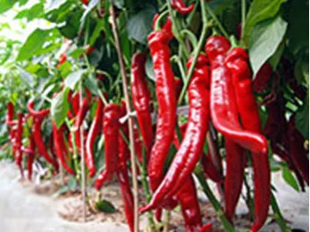 How to buy red pepper?
