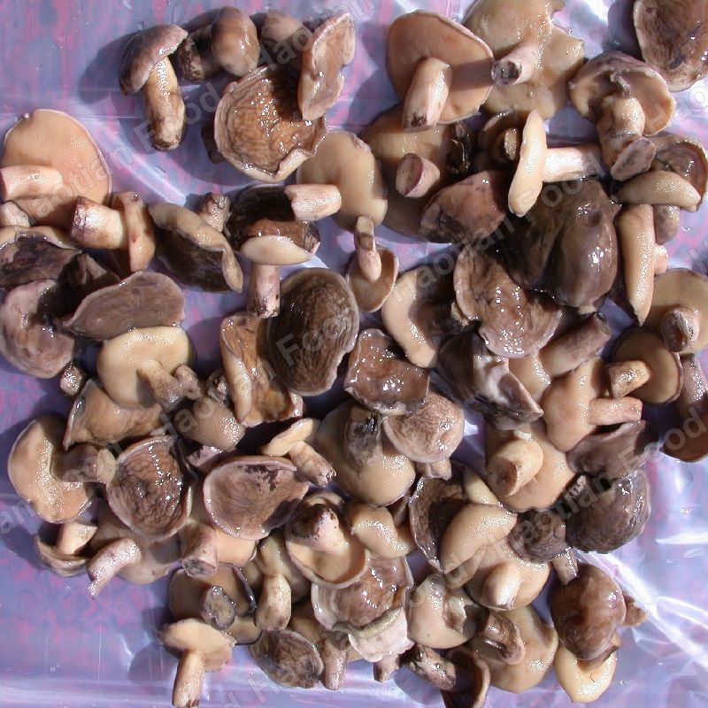 盐水松菇 整菇2-5厘米