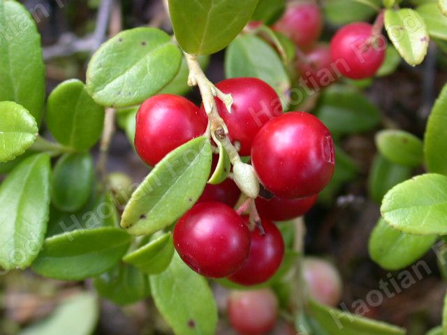 IQF Lingonberry Wild berries