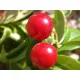 IQF Lingonberry Wild berries