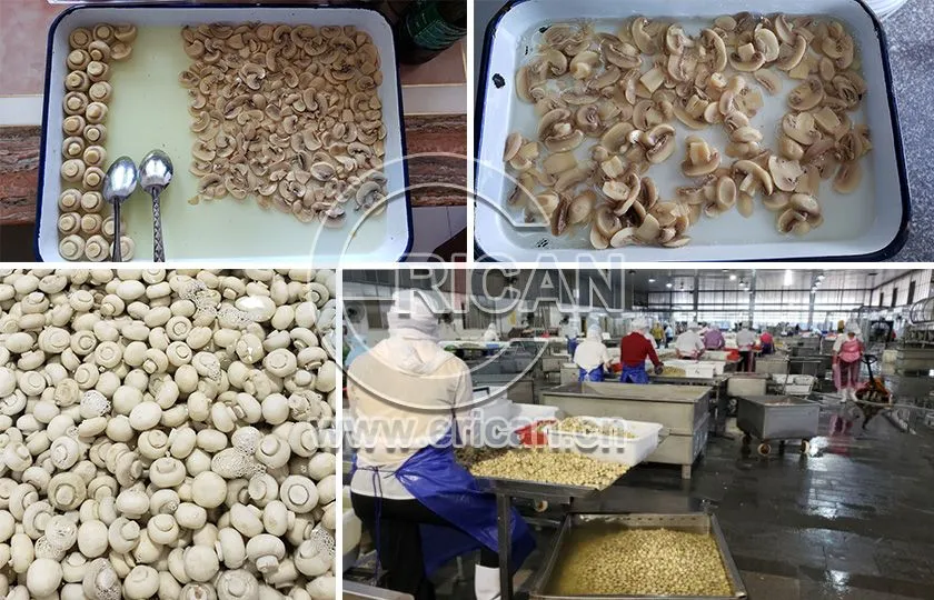 High Quality Canned Mushroom From China