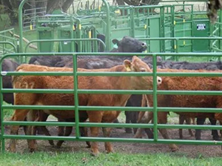 Guide to Choosing Cattle Fence